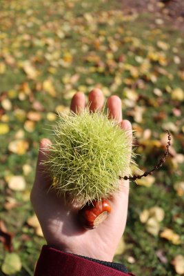 Castanea sativa 'Asplenifolia' - kaštanovník jedlý - plod velikost
